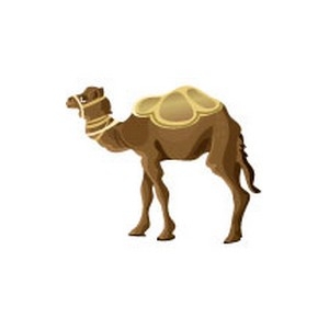 Camel